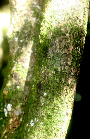  ( - BioBot01240)  @11 [ ] CreativeCommons - Attribution Non-Commercial Share-Alike (2010) Daniel H. Janzen Guanacaste Dry Forest Conservation Fund