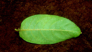  ( - BioBot01240)  @11 [ ] CreativeCommons - Attribution Non-Commercial Share-Alike (2010) Daniel H. Janzen Guanacaste Dry Forest Conservation Fund