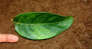  ( - BioBot01240)  @11 [ ] CreativeCommons - Attribution Non-Commercial Share-Alike (2010) Daniel H. Janzen Guanacaste Dry Forest Conservation Fund