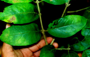  ( - BioBot01240)  @11 [ ] CreativeCommons - Attribution Non-Commercial Share-Alike (2010) Daniel H. Janzen Guanacaste Dry Forest Conservation Fund