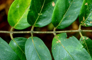  ( - BioBot01240)  @11 [ ] CreativeCommons - Attribution Non-Commercial Share-Alike (2010) Daniel H. Janzen Guanacaste Dry Forest Conservation Fund