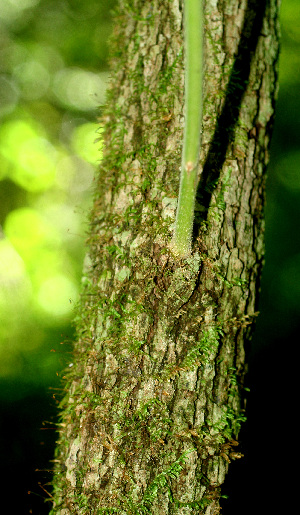  ( - BioBot01241)  @11 [ ] CreativeCommons - Attribution Non-Commercial Share-Alike (2010) Daniel H. Janzen Guanacaste Dry Forest Conservation Fund