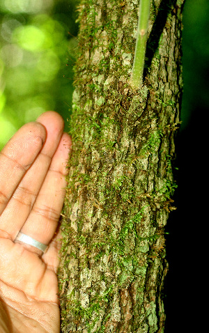  ( - BioBot01241)  @11 [ ] CreativeCommons - Attribution Non-Commercial Share-Alike (2010) Daniel H. Janzen Guanacaste Dry Forest Conservation Fund