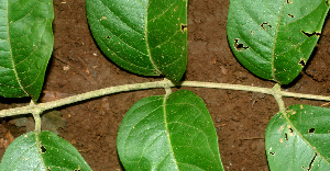  ( - BioBot01241)  @11 [ ] CreativeCommons - Attribution Non-Commercial Share-Alike (2010) Daniel H. Janzen Guanacaste Dry Forest Conservation Fund