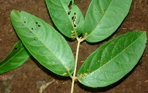  ( - BioBot01241)  @11 [ ] CreativeCommons - Attribution Non-Commercial Share-Alike (2010) Daniel H. Janzen Guanacaste Dry Forest Conservation Fund