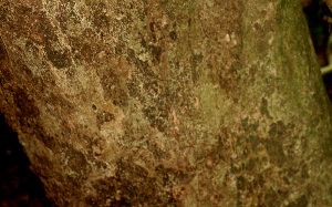  ( - BioBot01245)  @11 [ ] CreativeCommons - Attribution Non-Commercial Share-Alike (2010) Daniel H. Janzen Guanacaste Dry Forest Conservation Fund