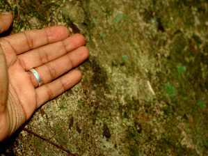  ( - BioBot01245)  @11 [ ] CreativeCommons - Attribution Non-Commercial Share-Alike (2010) Daniel H. Janzen Guanacaste Dry Forest Conservation Fund