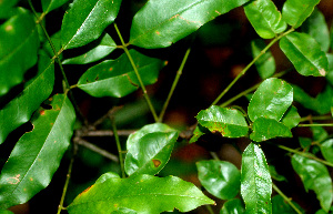  ( - BioBot01245)  @11 [ ] CreativeCommons - Attribution Non-Commercial Share-Alike (2010) Daniel H. Janzen Guanacaste Dry Forest Conservation Fund