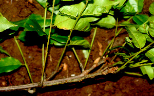  ( - BioBot01245)  @11 [ ] CreativeCommons - Attribution Non-Commercial Share-Alike (2010) Daniel H. Janzen Guanacaste Dry Forest Conservation Fund