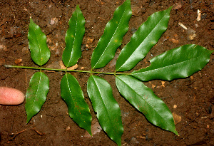  ( - BioBot01245)  @11 [ ] CreativeCommons - Attribution Non-Commercial Share-Alike (2010) Daniel H. Janzen Guanacaste Dry Forest Conservation Fund