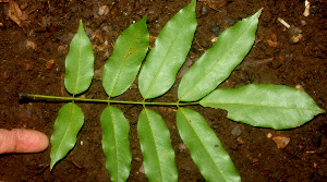  ( - BioBot01245)  @11 [ ] CreativeCommons - Attribution Non-Commercial Share-Alike (2010) Daniel H. Janzen Guanacaste Dry Forest Conservation Fund