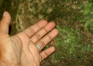  ( - BioBot01246)  @11 [ ] CreativeCommons - Attribution Non-Commercial Share-Alike (2010) Daniel H. Janzen Guanacaste Dry Forest Conservation Fund