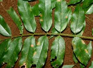  ( - BioBot01246)  @11 [ ] CreativeCommons - Attribution Non-Commercial Share-Alike (2010) Daniel H. Janzen Guanacaste Dry Forest Conservation Fund