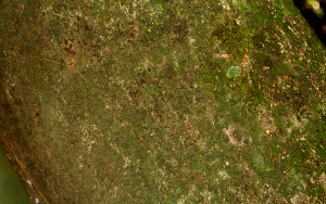  ( - BioBot01247)  @11 [ ] CreativeCommons - Attribution Non-Commercial Share-Alike (2010) Daniel H. Janzen Guanacaste Dry Forest Conservation Fund