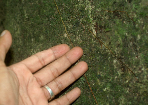  ( - BioBot01247)  @11 [ ] CreativeCommons - Attribution Non-Commercial Share-Alike (2010) Daniel H. Janzen Guanacaste Dry Forest Conservation Fund