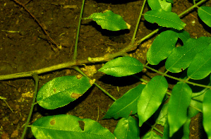  ( - BioBot01247)  @11 [ ] CreativeCommons - Attribution Non-Commercial Share-Alike (2010) Daniel H. Janzen Guanacaste Dry Forest Conservation Fund