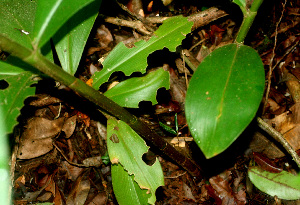  ( - BioBot01250)  @11 [ ] CreativeCommons - Attribution Non-Commercial Share-Alike (2010) Daniel H. Janzen Guanacaste Dry Forest Conservation Fund