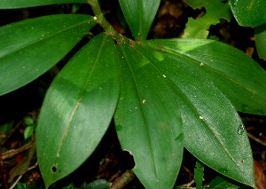  ( - BioBot01250)  @11 [ ] CreativeCommons - Attribution Non-Commercial Share-Alike (2010) Daniel H. Janzen Guanacaste Dry Forest Conservation Fund