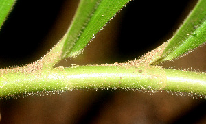  ( - BioBot01250)  @11 [ ] CreativeCommons - Attribution Non-Commercial Share-Alike (2010) Daniel H. Janzen Guanacaste Dry Forest Conservation Fund