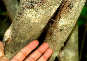  ( - BioBot01266)  @11 [ ] CreativeCommons - Attribution Non-Commercial Share-Alike (2010) Daniel H. Janzen Guanacaste Dry Forest Conservation Fund