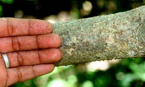  ( - BioBot01267)  @11 [ ] CreativeCommons - Attribution Non-Commercial Share-Alike (2010) Daniel H. Janzen Guanacaste Dry Forest Conservation Fund