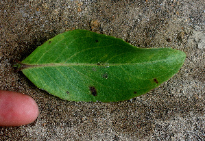  ( - BioBot01272)  @11 [ ] CreativeCommons - Attribution Non-Commercial Share-Alike (2010) Daniel H. Janzen Guanacaste Dry Forest Conservation Fund