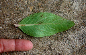  ( - BioBot01272)  @11 [ ] CreativeCommons - Attribution Non-Commercial Share-Alike (2010) Daniel H. Janzen Guanacaste Dry Forest Conservation Fund