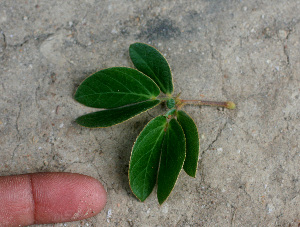  ( - BioBot01278)  @11 [ ] CreativeCommons - Attribution Non-Commercial Share-Alike (2010) Daniel H. Janzen Guanacaste Dry Forest Conservation Fund