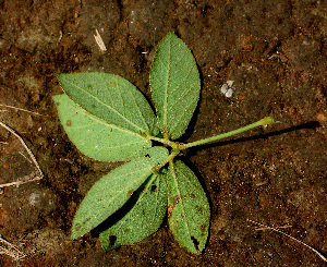  ( - BioBot01280)  @11 [ ] CreativeCommons - Attribution Non-Commercial Share-Alike (2010) Daniel H. Janzen Guanacaste Dry Forest Conservation Fund