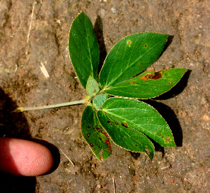  ( - BioBot01280)  @11 [ ] CreativeCommons - Attribution Non-Commercial Share-Alike (2010) Daniel H. Janzen Guanacaste Dry Forest Conservation Fund