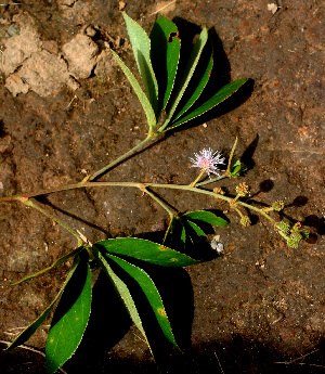  ( - BioBot01280)  @11 [ ] CreativeCommons - Attribution Non-Commercial Share-Alike (2010) Daniel H. Janzen Guanacaste Dry Forest Conservation Fund