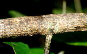  ( - BioBot01284)  @11 [ ] CreativeCommons - Attribution Non-Commercial Share-Alike (2010) Daniel H. Janzen Guanacaste Dry Forest Conservation Fund