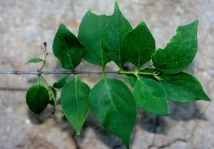  ( - BioBot01284)  @11 [ ] CreativeCommons - Attribution Non-Commercial Share-Alike (2010) Daniel H. Janzen Guanacaste Dry Forest Conservation Fund