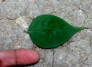  ( - BioBot01284)  @11 [ ] CreativeCommons - Attribution Non-Commercial Share-Alike (2010) Daniel H. Janzen Guanacaste Dry Forest Conservation Fund