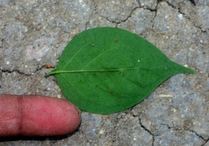  ( - BioBot01284)  @11 [ ] CreativeCommons - Attribution Non-Commercial Share-Alike (2010) Daniel H. Janzen Guanacaste Dry Forest Conservation Fund