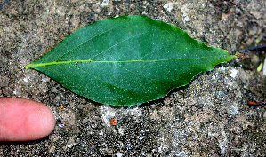  ( - BioBot01285)  @11 [ ] CreativeCommons - Attribution Non-Commercial Share-Alike (2010) Daniel H. Janzen Guanacaste Dry Forest Conservation Fund