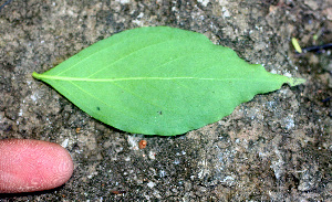  ( - BioBot01285)  @11 [ ] CreativeCommons - Attribution Non-Commercial Share-Alike (2010) Daniel H. Janzen Guanacaste Dry Forest Conservation Fund