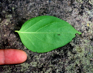  ( - BioBot01286)  @11 [ ] CreativeCommons - Attribution Non-Commercial Share-Alike (2010) Daniel H. Janzen Guanacaste Dry Forest Conservation Fund