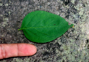  ( - BioBot01286)  @11 [ ] CreativeCommons - Attribution Non-Commercial Share-Alike (2010) Daniel H. Janzen Guanacaste Dry Forest Conservation Fund