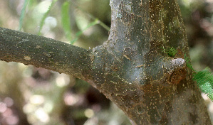  (Esenbeckia berlandieri - BioBot01290)  @11 [ ] CreativeCommons - Attribution Non-Commercial Share-Alike (2010) Daniel H. Janzen Guanacaste Dry Forest Conservation Fund