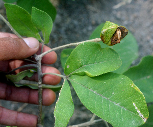  (Esenbeckia berlandieri - BioBot01290)  @11 [ ] CreativeCommons - Attribution Non-Commercial Share-Alike (2010) Daniel H. Janzen Guanacaste Dry Forest Conservation Fund