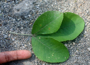  ( - BioBot01290)  @11 [ ] CreativeCommons - Attribution Non-Commercial Share-Alike (2010) Daniel H. Janzen Guanacaste Dry Forest Conservation Fund