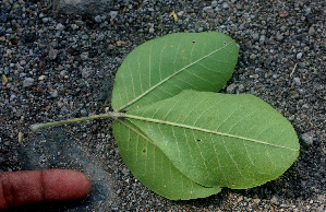  ( - BioBot01290)  @11 [ ] CreativeCommons - Attribution Non-Commercial Share-Alike (2010) Daniel H. Janzen Guanacaste Dry Forest Conservation Fund