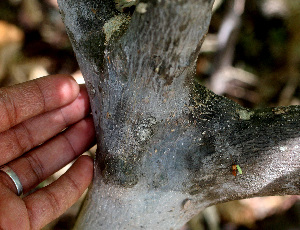  ( - BioBot01291)  @11 [ ] CreativeCommons - Attribution Non-Commercial Share-Alike (2010) Daniel H. Janzen Guanacaste Dry Forest Conservation Fund