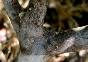  ( - BioBot01291)  @11 [ ] CreativeCommons - Attribution Non-Commercial Share-Alike (2010) Daniel H. Janzen Guanacaste Dry Forest Conservation Fund