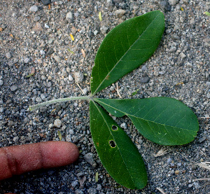  ( - BioBot01291)  @11 [ ] CreativeCommons - Attribution Non-Commercial Share-Alike (2010) Daniel H. Janzen Guanacaste Dry Forest Conservation Fund