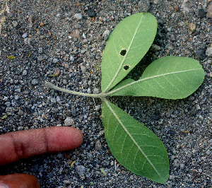  ( - BioBot01291)  @11 [ ] CreativeCommons - Attribution Non-Commercial Share-Alike (2010) Daniel H. Janzen Guanacaste Dry Forest Conservation Fund