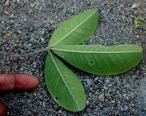  ( - BioBot01292)  @11 [ ] CreativeCommons - Attribution Non-Commercial Share-Alike (2010) Daniel H. Janzen Guanacaste Dry Forest Conservation Fund