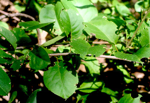  (Stegnospermataceae - BioBot01314)  @11 [ ] CreativeCommons - Attribution Non-Commercial Share-Alike (2010) Daniel H. Janzen Guanacaste Dry Forest Conservation Fund