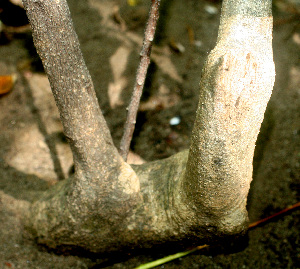  (Stegnospermataceae - BioBot01316)  @11 [ ] CreativeCommons - Attribution Non-Commercial Share-Alike (2010) Daniel H. Janzen Guanacaste Dry Forest Conservation Fund